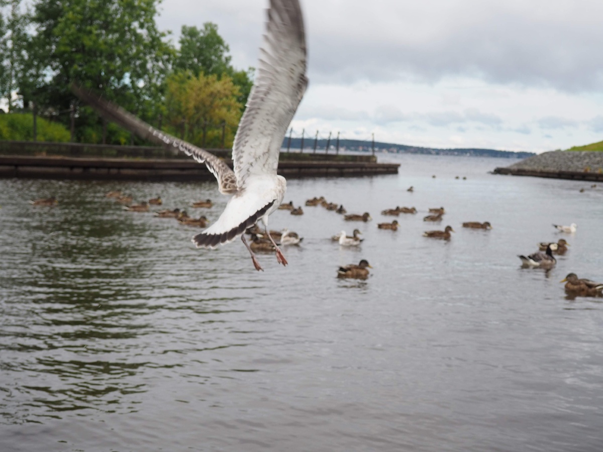 Вырывается на свободу.