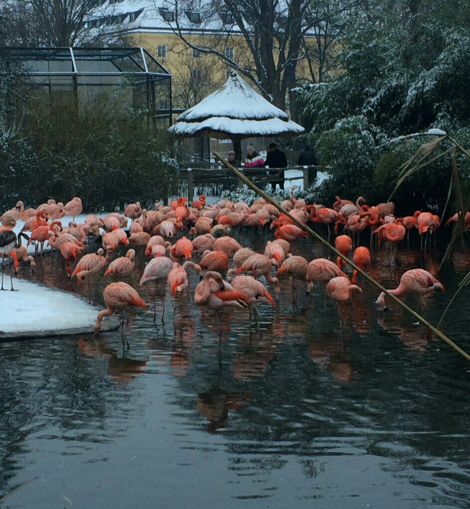 Фламинго зимой немного в шоке, но остальные животные довольны :)