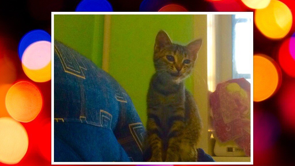 Шелли Фото и коллаж личные