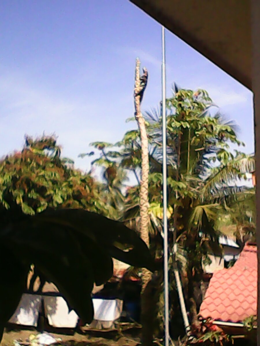 Эту игуану на верхушке уже засохшего ствола папайи я заснял с нашего балкона. Плодов уже нет, но игуана взобралась повыше погреться в лучах заходящего солнца