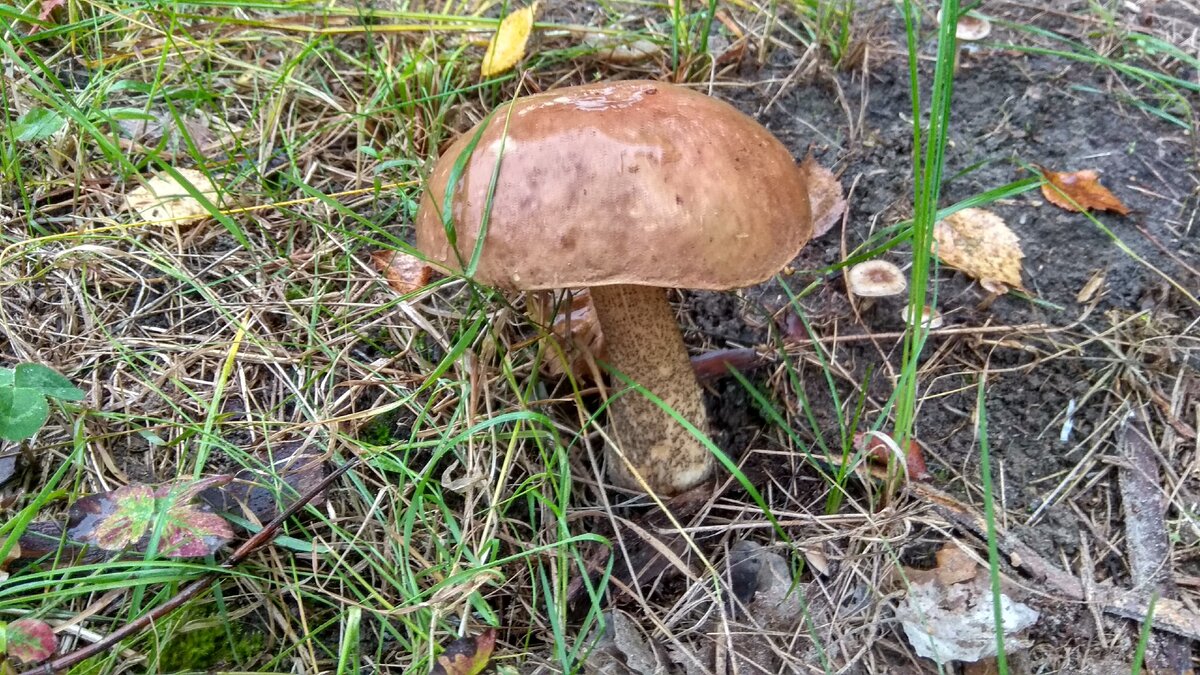 Авторское SPV PROJECT