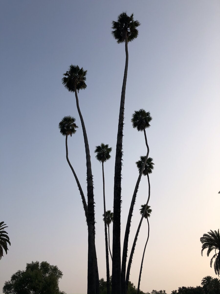 Смешные пальмы, дабы не придавать важность хрени