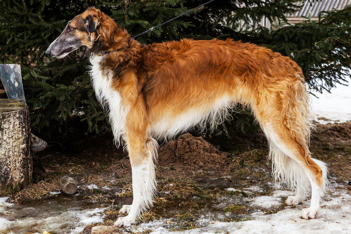 Сибирская гончая собака фото