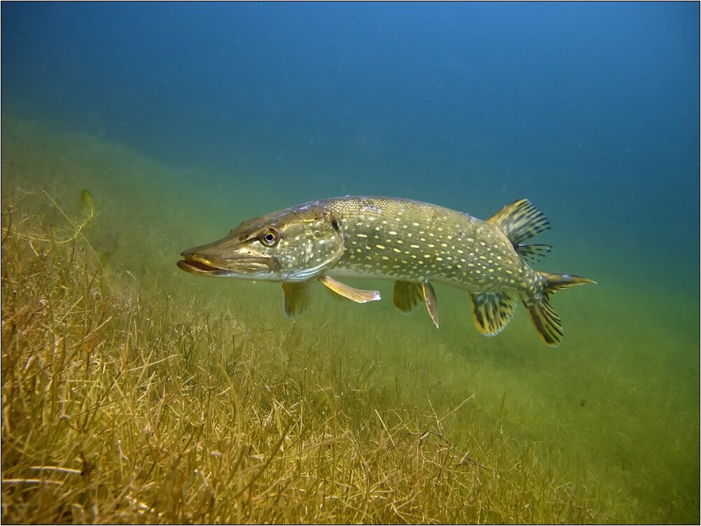 Рыба в реке. Обыкновенная щука (Esox Lucius). Вид обыкновенная щука - Esox Lucius. Щука обыкновенная нерест. Аквитанская щука.