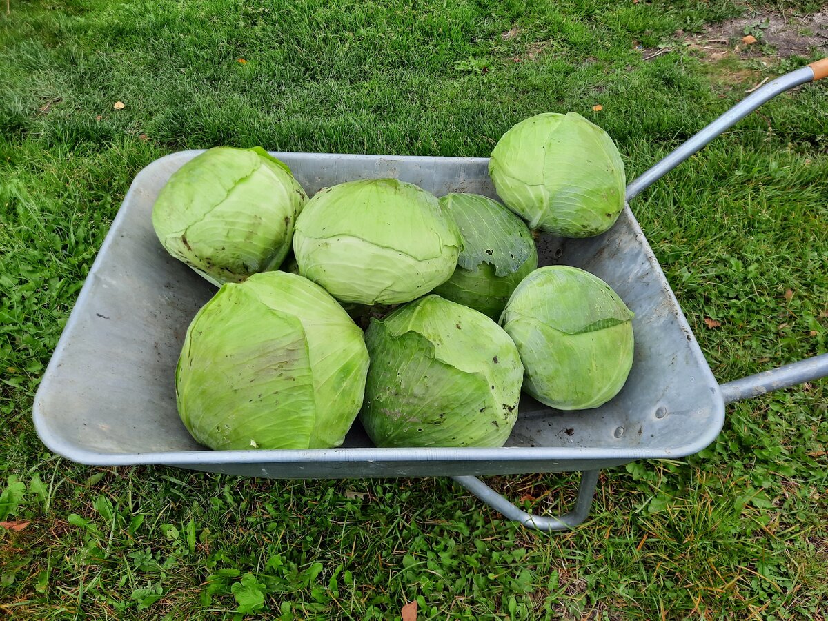 сироты едят капусту 12 стульев