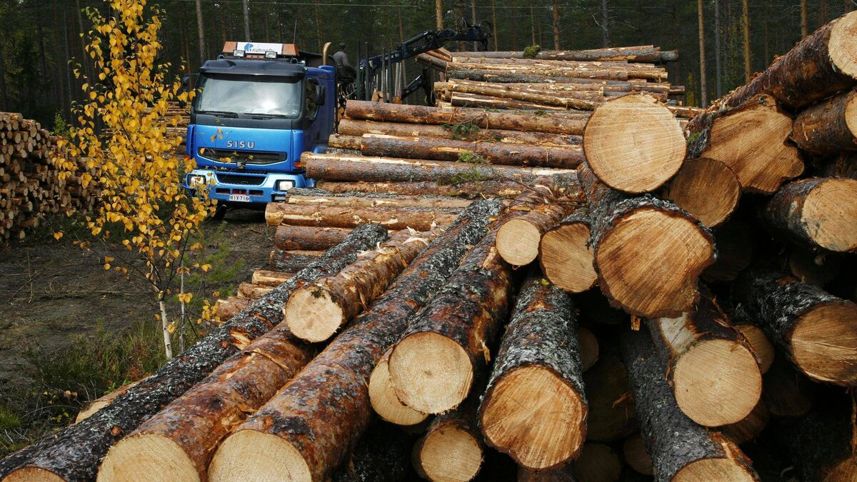 Как сильно пострадает Финляндия от путинского запрета на экспорт необработанной древесины
