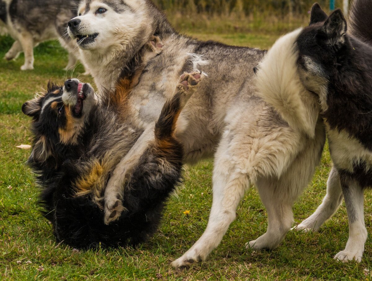 И клочья Ноткиной шерсти в стороны. Надо было сначала вычесать, а потом фотографировать. Зато сейчас она лысая совсем, весь подшёрсток на расчёске остался🤦🏼‍♀️😂🐺