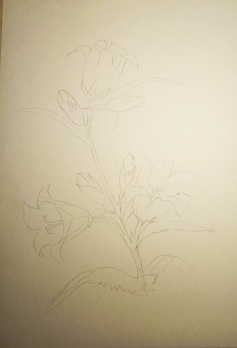 Сверху вниз прорисовываем более детально каждый цветок, бутоны и листья. Обратите внимание, что цветы повернуты к нам под разным углом.