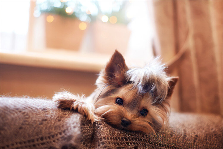 Йоркширский терьер - одна из самых популярных декоративных пород собак. Он энергичен, сообразителен и смел.-2