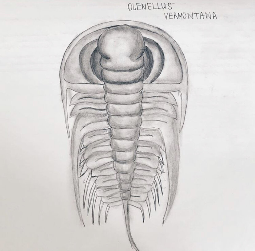 Olenellus Vermontana 