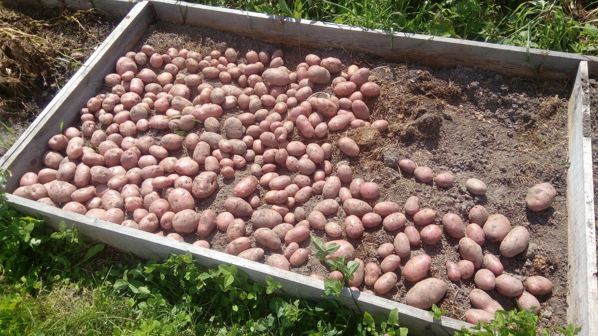 Наш урожай с 1,7 квадрата
