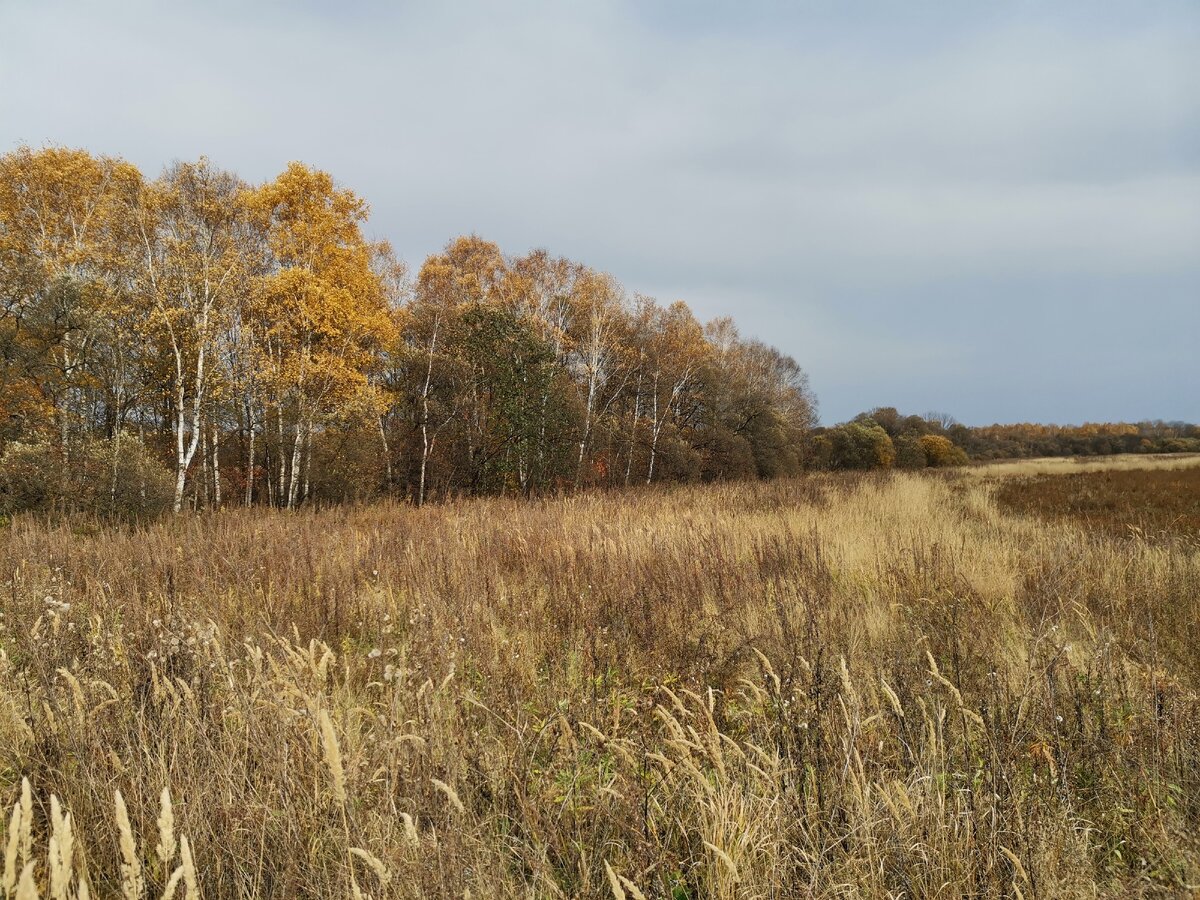 Тем временем за пределами городов началась золотая осень, природа цветёт разноцветными красками, и ей совершенно без разницы, будет ли дальше тут жить человек.