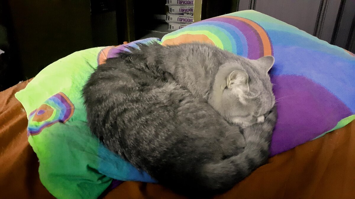 Раз уж интервью позволяет сделать такой «элегантный» разрыв — вот вам котейка для привлечения внимания.