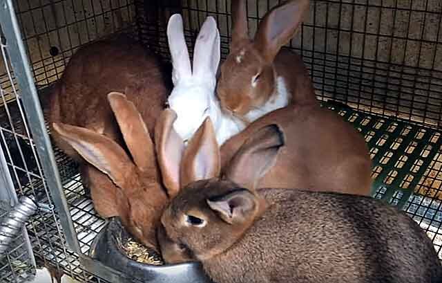Дегельминтизация кроликов и грызунов