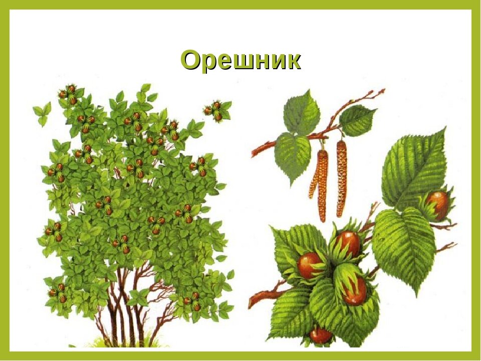 Лещина рисунок для детей - 94 фото
