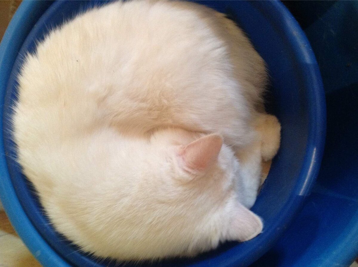 Стирка отменяется. У нас кот в тазике!