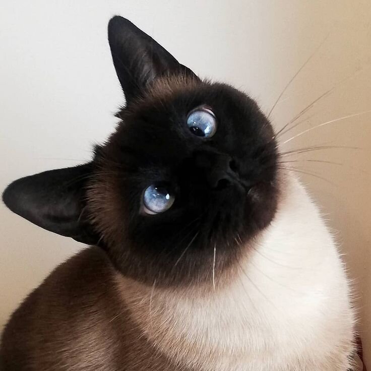 Фото взято из открытого источника для иллюстрации статьи