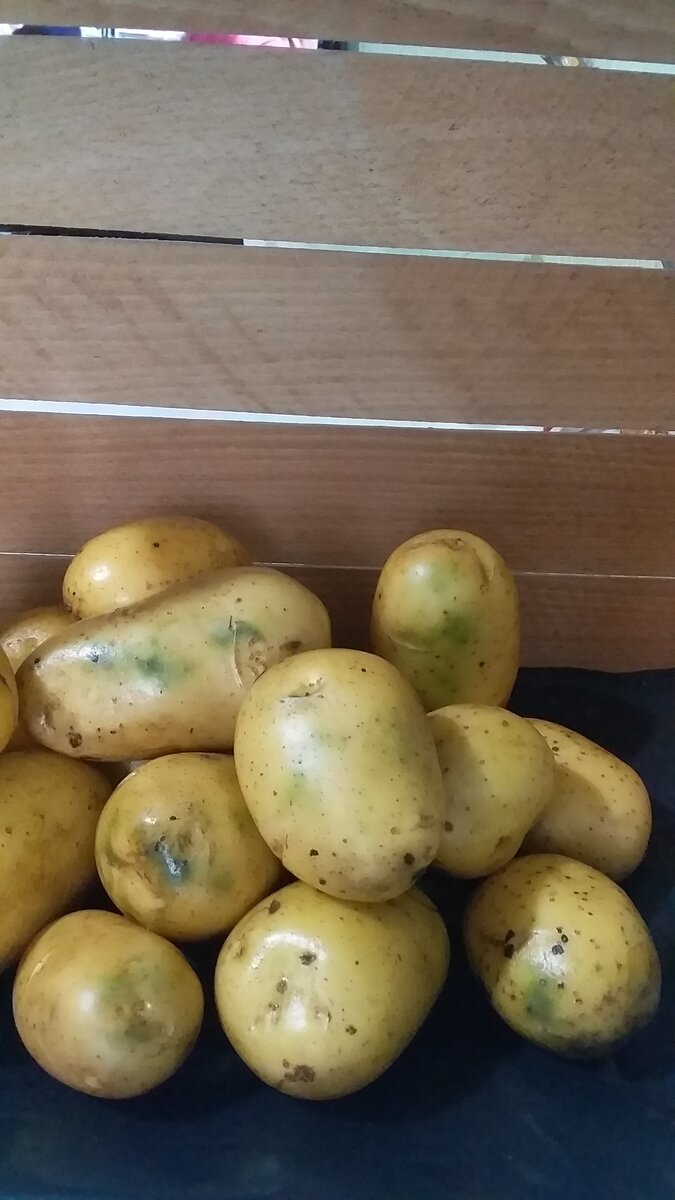 Сорт Колетте. Осенний урожай. 