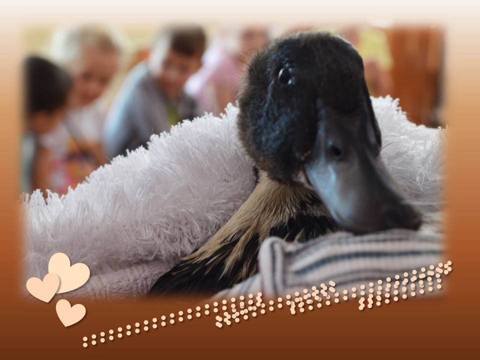 Утка Васютка у меня на руках