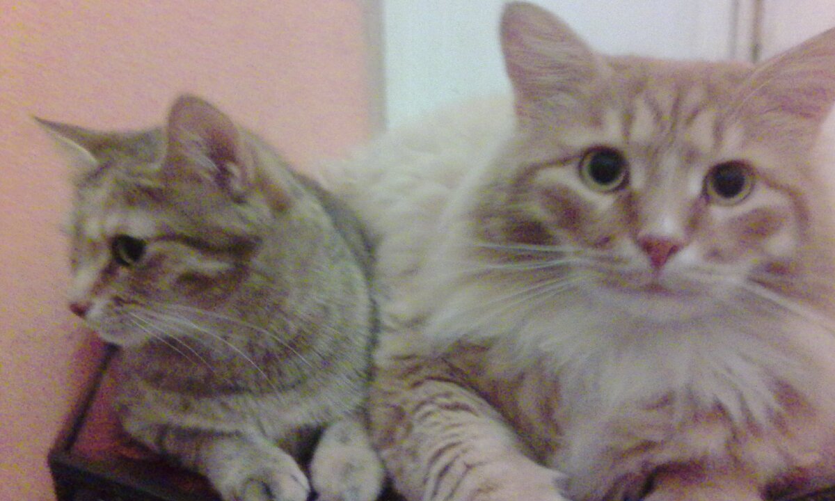 Сестра и брат