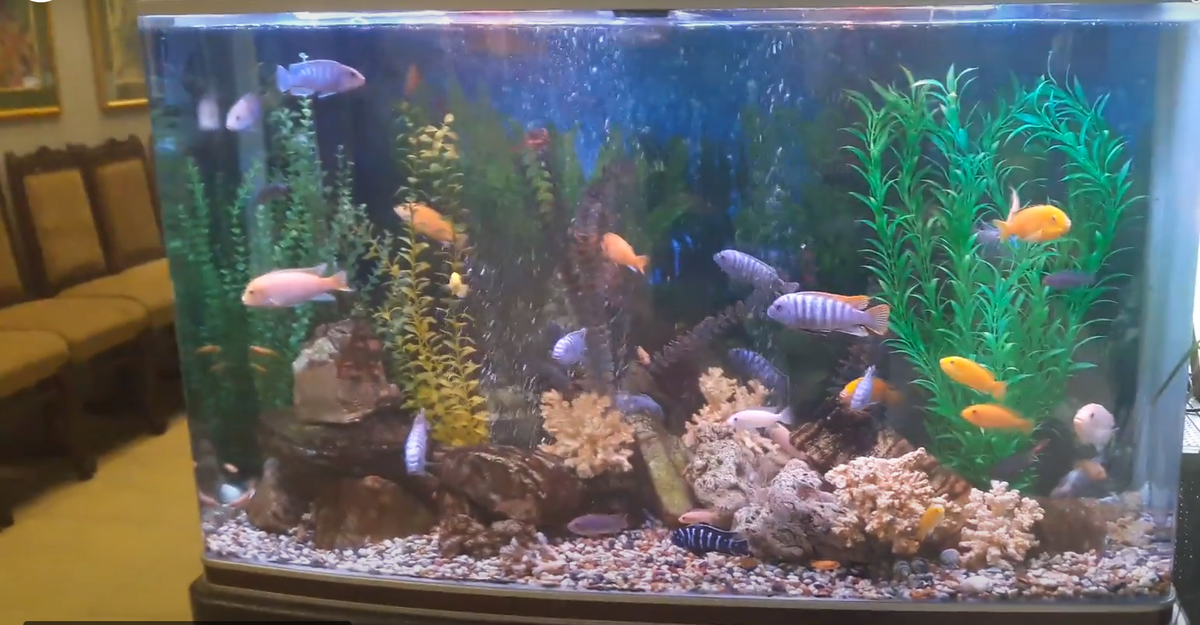 Декоративный аквариум