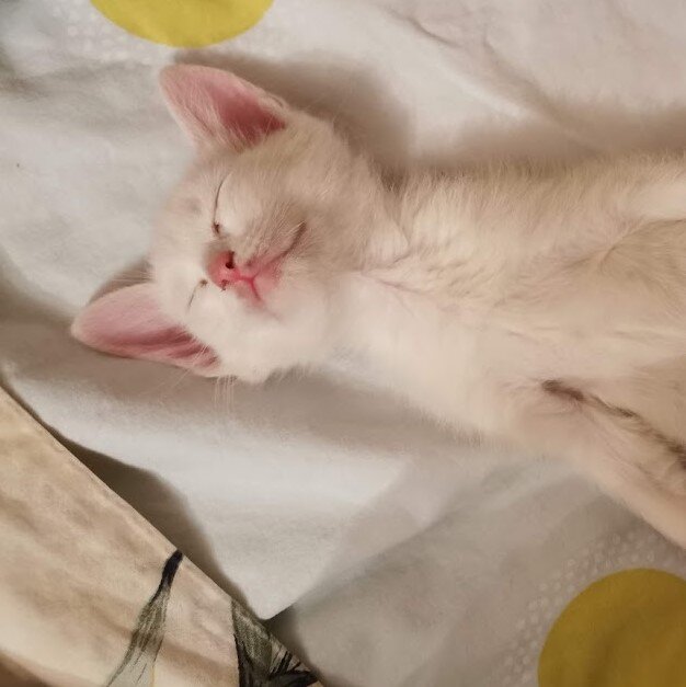Котёнок Крыся любит спать больше всех