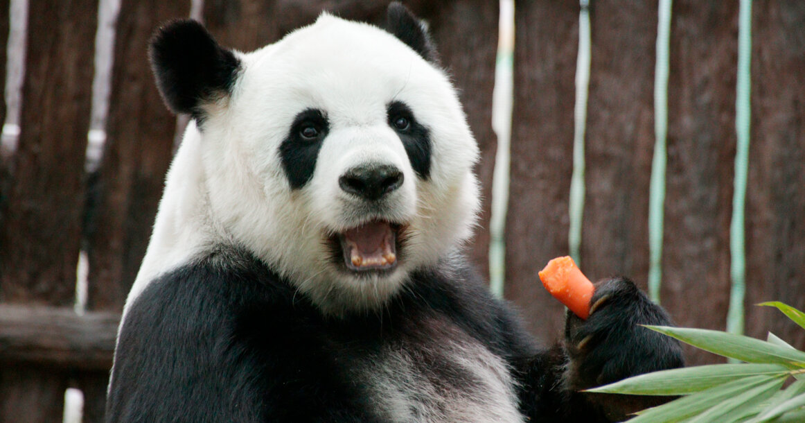 Панда и запрещенка... тьфу, морковка