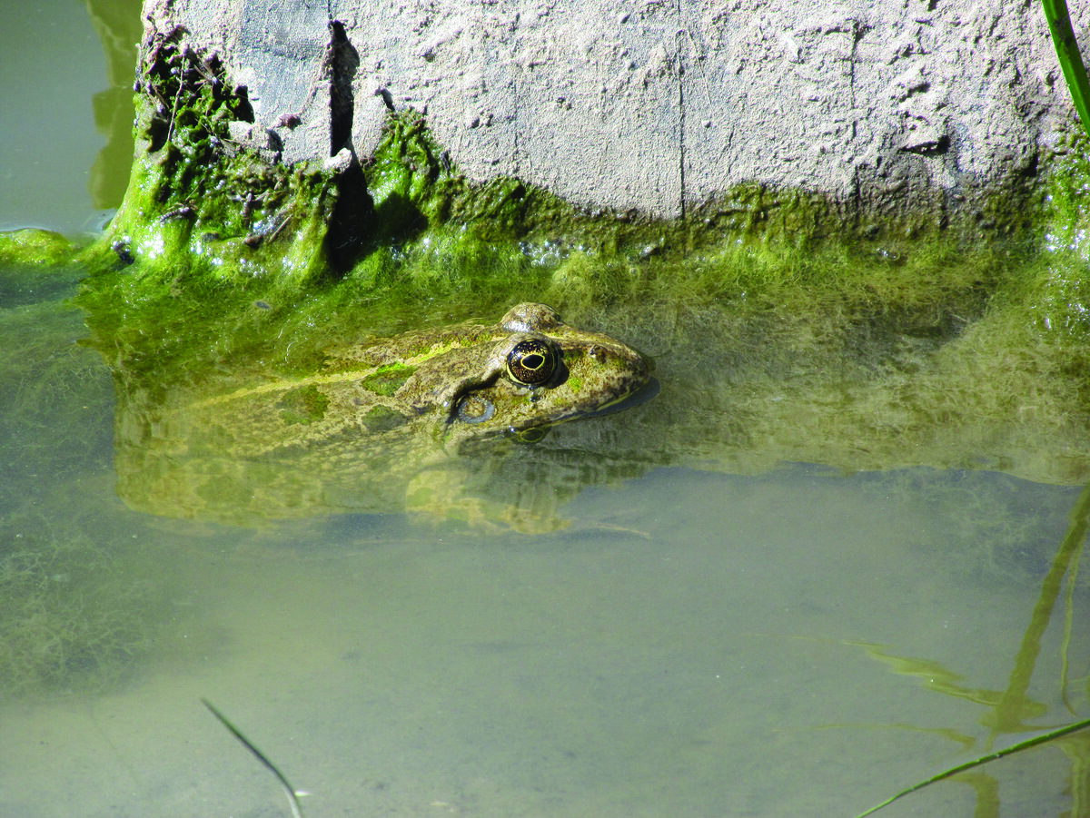Это "Бойкун" - красавец из Астрахани, поистине огромного размера!  Мы его так называли за агрессивный нрав. Он нападал и отгонял змеек от своих владений! 