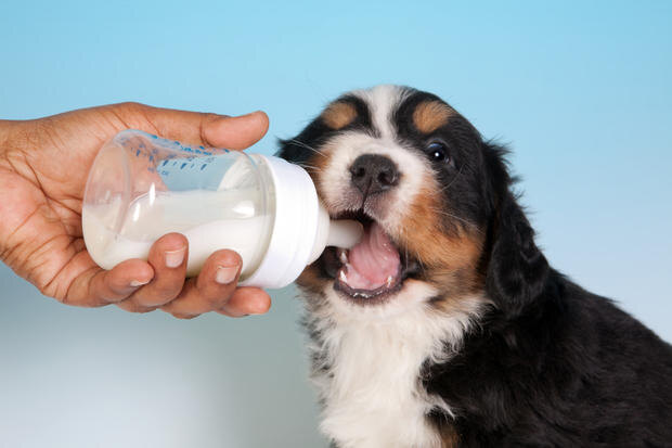 Поговорим сегодня о вопросе, который многих интересует — можно ли собакам молоко?-2