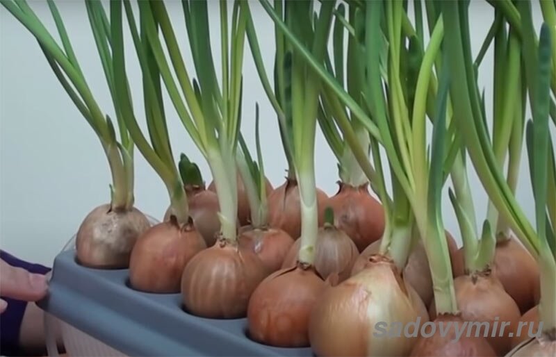 Лук на зелень, салат, шпинат