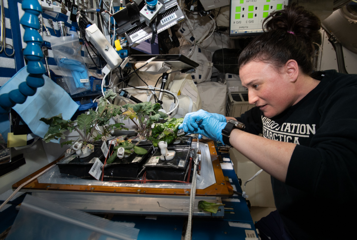 Первый овощ выращенный в космосе. Оранжерея Veggie МКС. Опыты с растениями на МКС (Международная Космическая станция). Растения на космической станции. Исследования на космической станции.