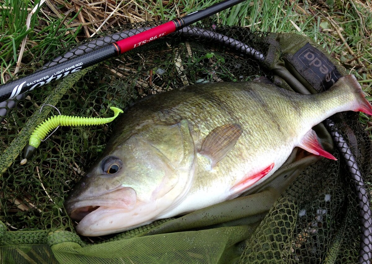Окуня часто можно соблазнить пахнущими приманками. Фото: light.rockfishing.co.uk