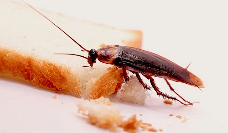 Виды ? разновидности тараканов. Рыжий, черный, белый, домашний таракан | Эко-Обработка