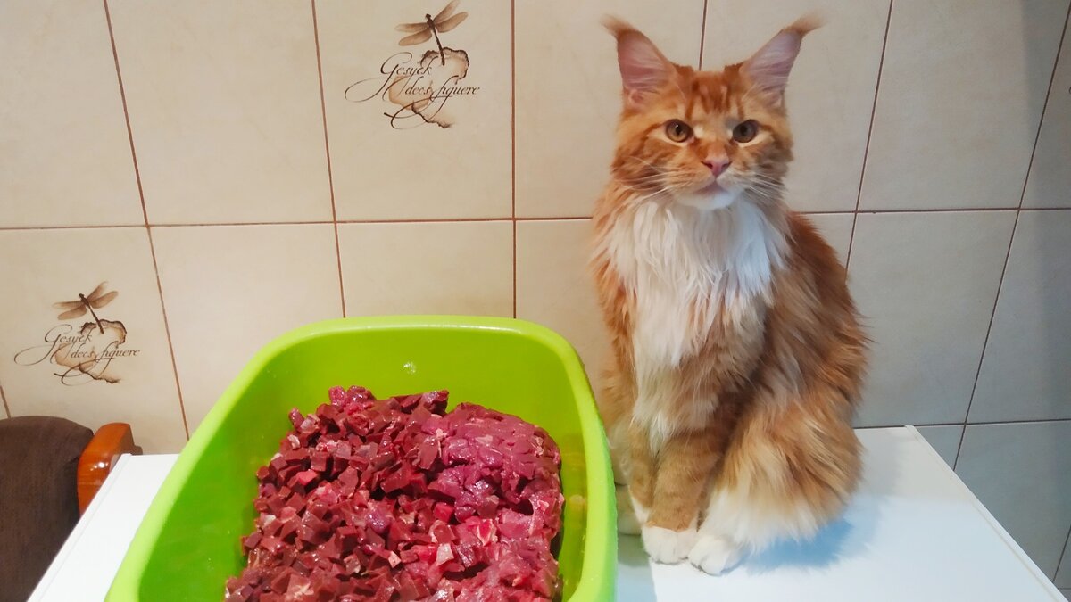 Мейн кун Стёпа.