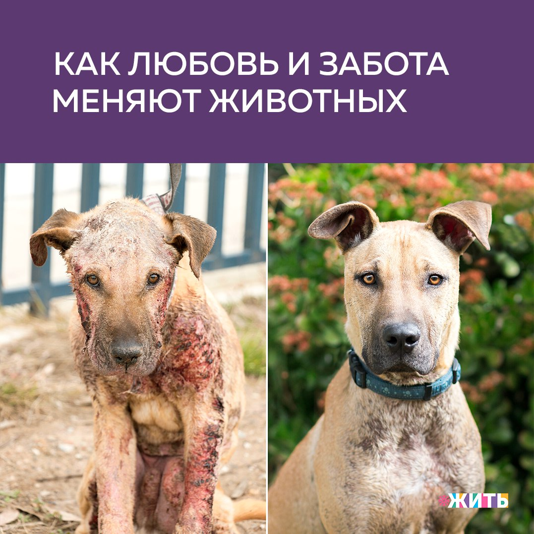 Жизнь на улице никого не делает краше и счастливее, особенно это касается животных, которые не по своей воле становятся бездомными😔 
Но все меняется, когда животное попадает в заботливые руки хозяев - людей, которые подарили им свою любовь🤲

Для того, чтобы спасать жизни, необязательно обладать суперспособностями. И Вы точно в этом убедитесь, когда посмотрите эти фото🥰

#жить #проектжить #добро #животные
