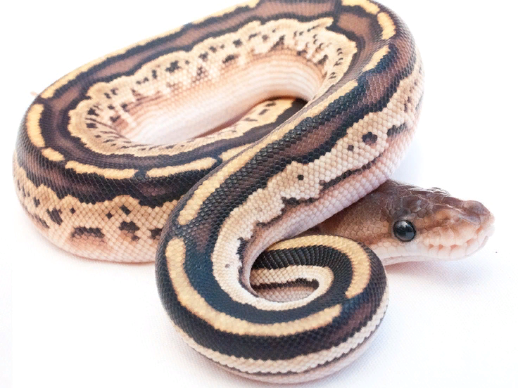 Рисунок в свободном доступе в Интернет