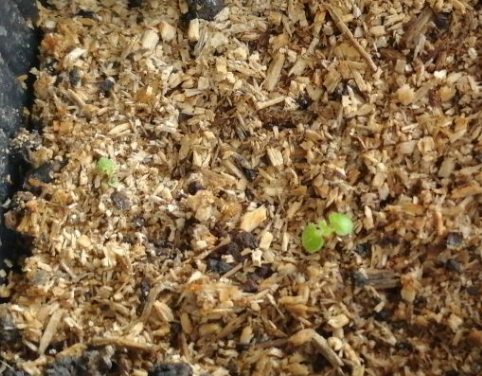 У левого всхода уже один листочек отсох