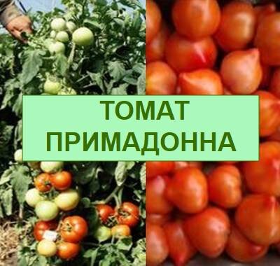 томат сорт примадонна
