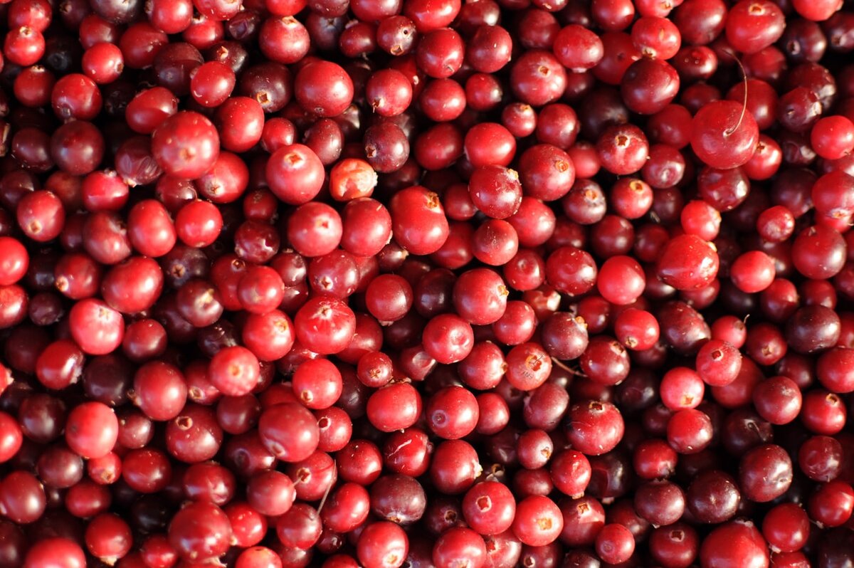Клюква пишется на латинском как «Oxycoccus» и переводится как «кислая ягода».   Фото: unsplash.com