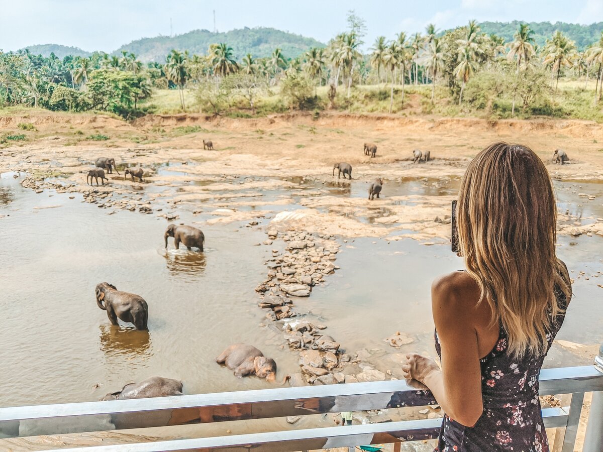 Купание слонов