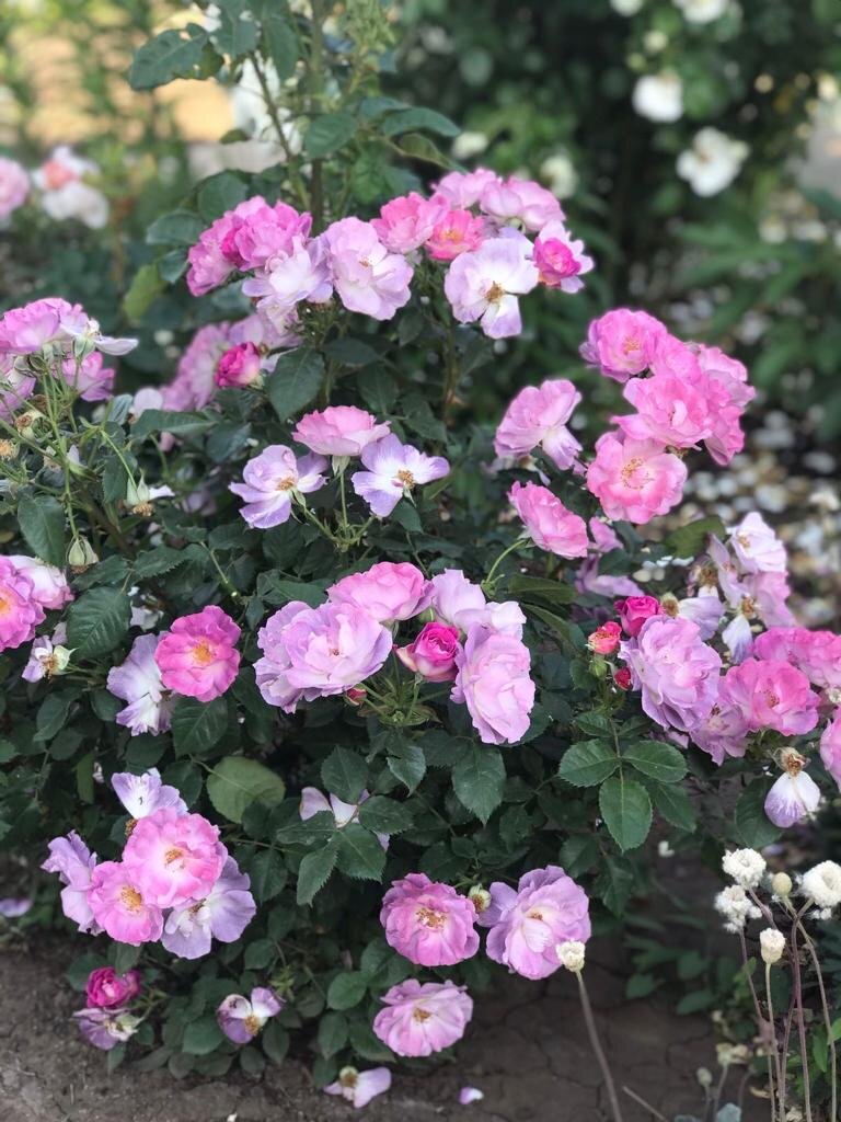 Роза Блю Фо Ю (Blue for you) Фото июль 2020 г.