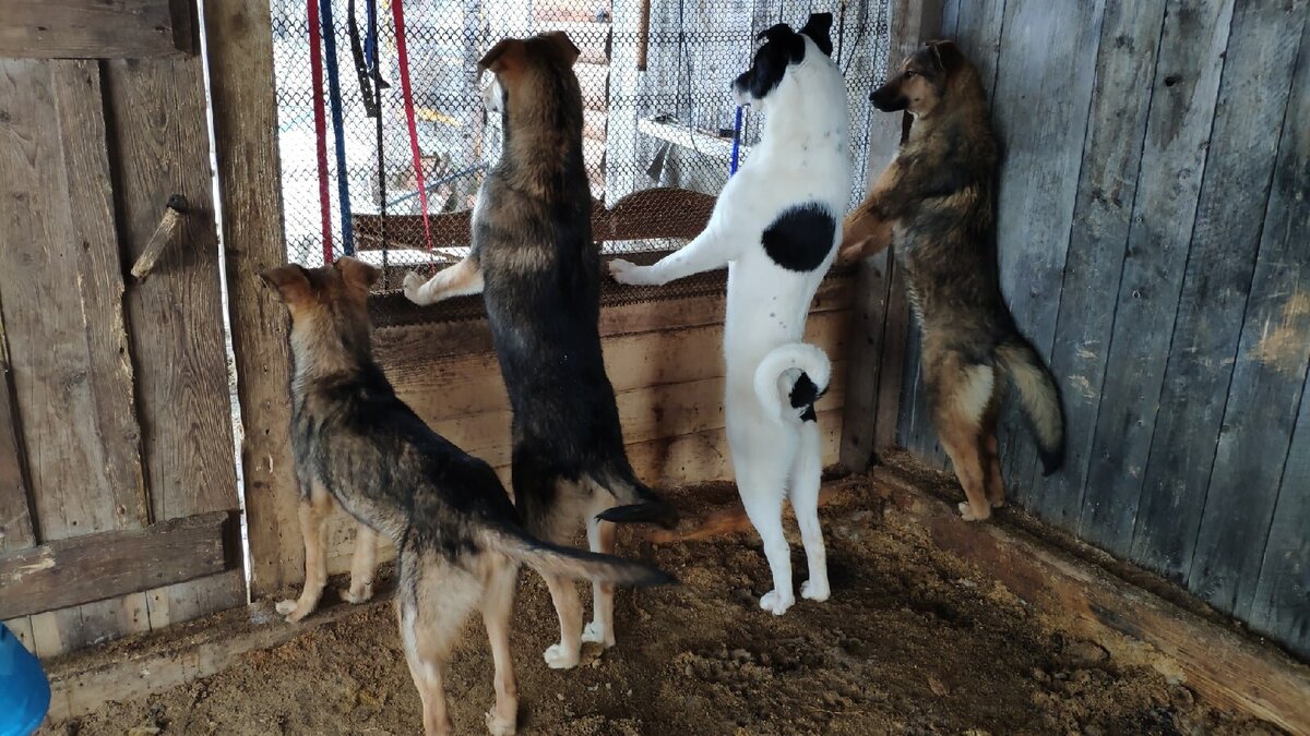 Что-то очень интересное происходит на улице, что даже волонтер в вольере стал не интересен.