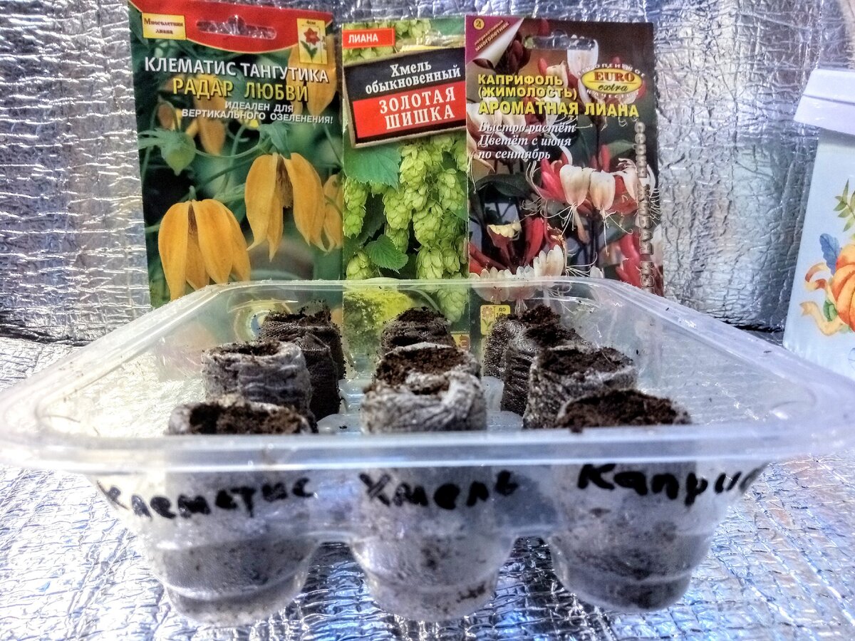 Лианы посеяны в торфяные таблетки, 14 января 2021 