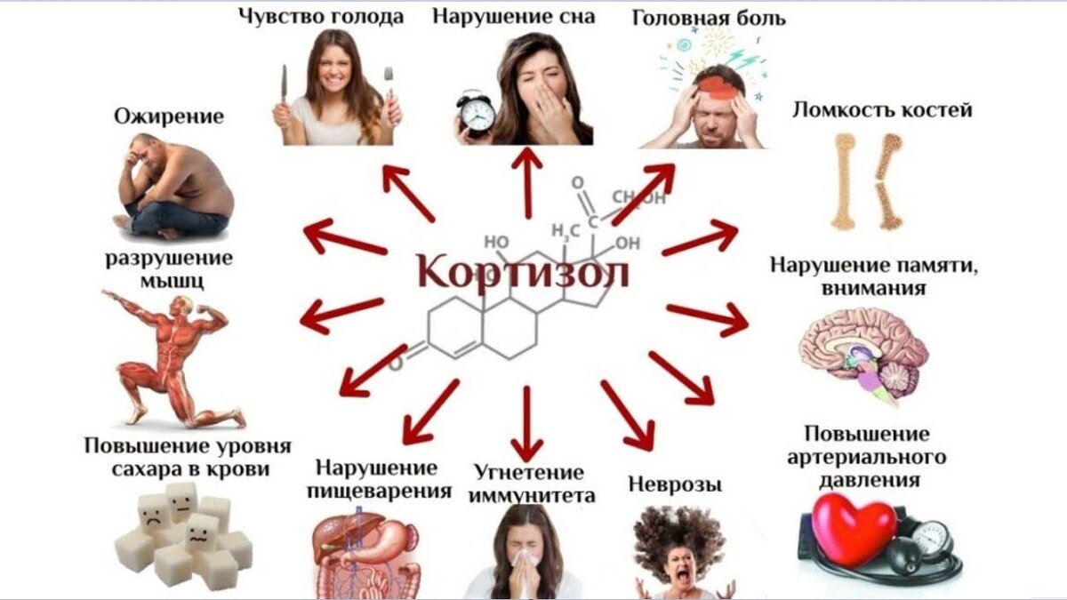 Снижение тестостерона, уменьшение мышечной массы на фоне ускоренного увеличения жировой прослойки — это последствия повышенного уровня кортизола. Своевременно распознать и устранить переизбыток этого гормона, значит, вернуть себе хорошую физическую форму и избежать многих проблем со здоровьем