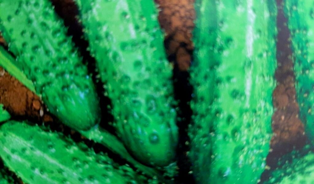 Огурец Пасамонте F1