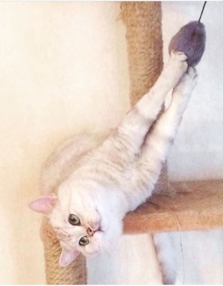 Кот по имени Киса