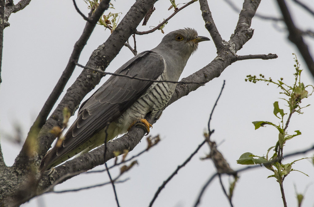Информация о кукушке. Где зимует кукушка. Кукушка картинка с описанием. Кукушка перелетная птица. Кукушка особенности птицы.