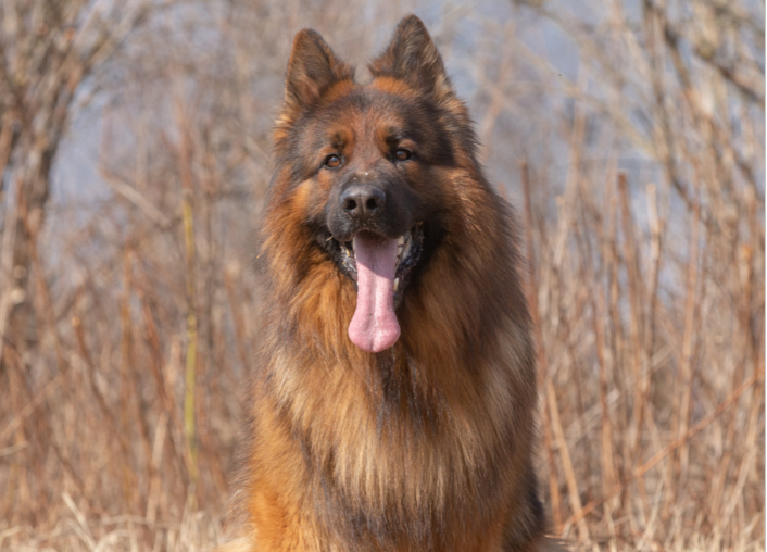 Фото любезно предоставлено питомником "Alex Hoff"