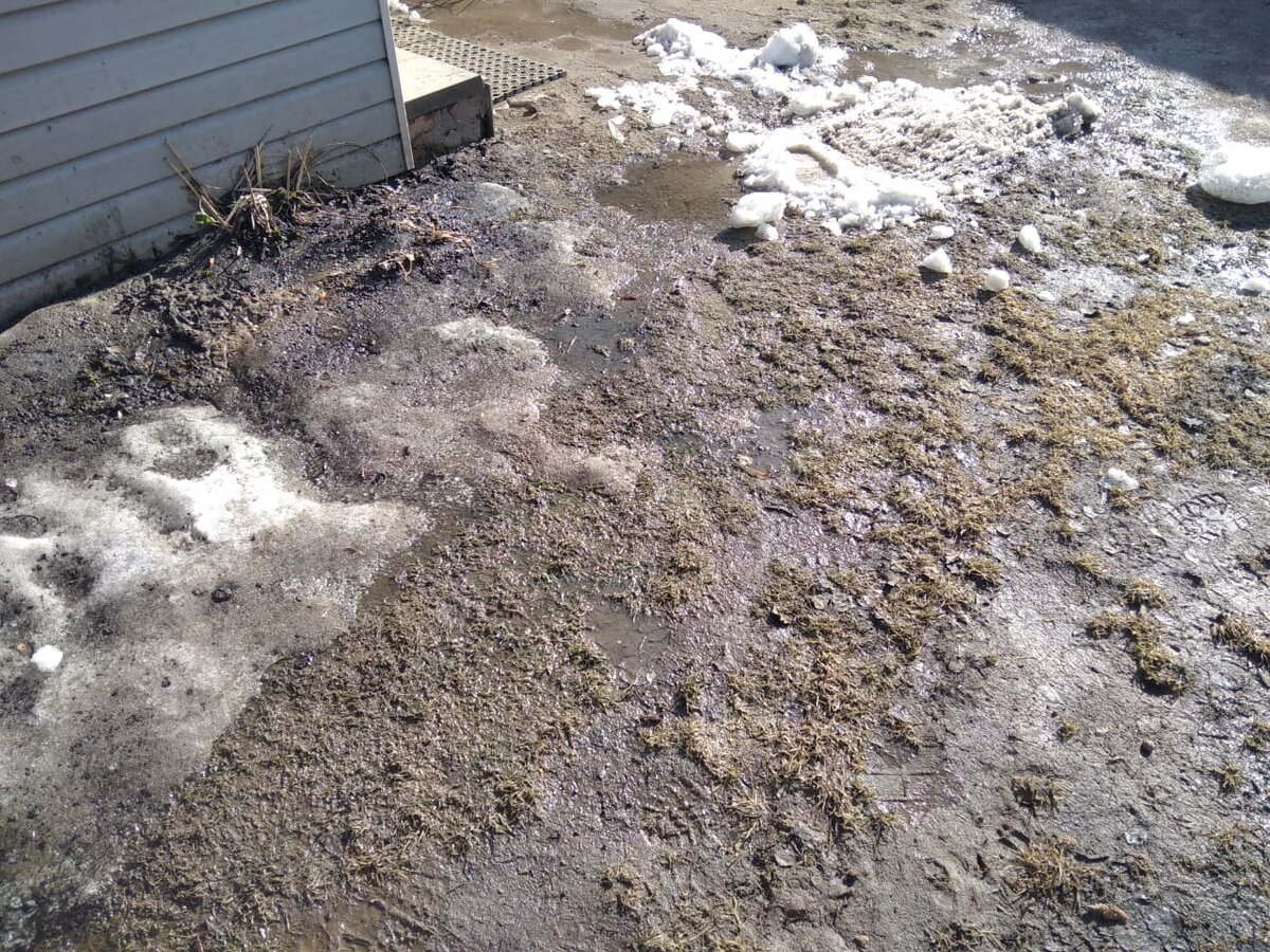 У самой стены рядом с крылечком оттаивает оранжевый лилейник. 