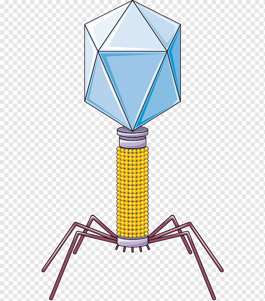 бактериофаг - пожиратель бактерий